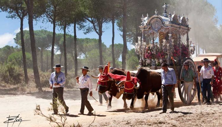 Peregrinaciones Extraordinarias de las Hermandades del Rocío del sábado 15 y domingo 16 de marzo de 2025 – MISAS EN DIRECTO